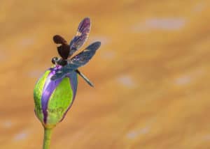 Butterfly on flower.